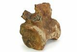 Fossil Tyrannosaur Caudal Vertebra - Judith River Formation #343139-1